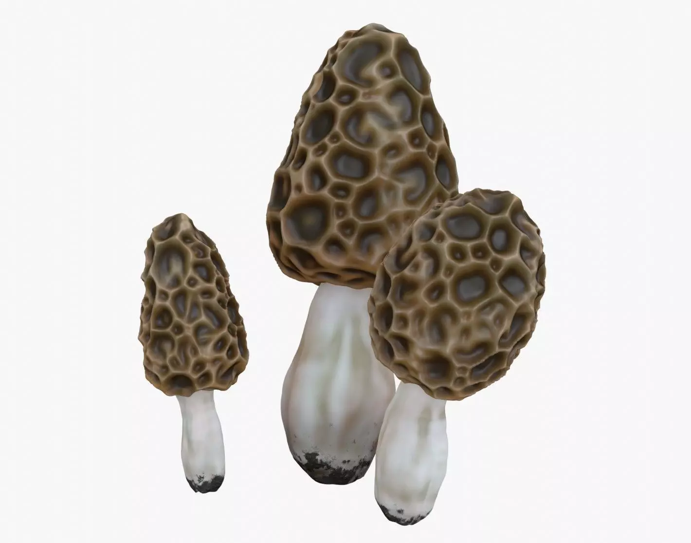 Morel Mushroom Set Low-poly 3D model_0