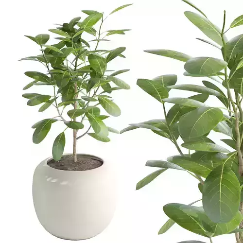 Terracotta plant pot