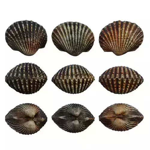 Blood cockle 3D model
