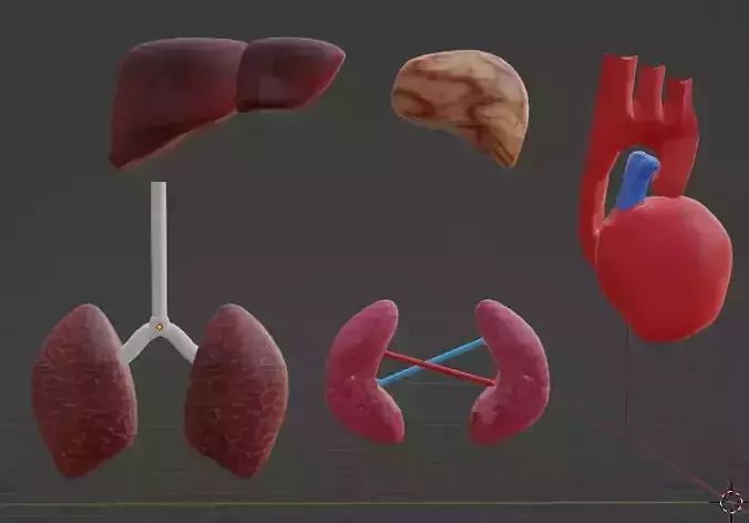 Low Poly Organs human heart