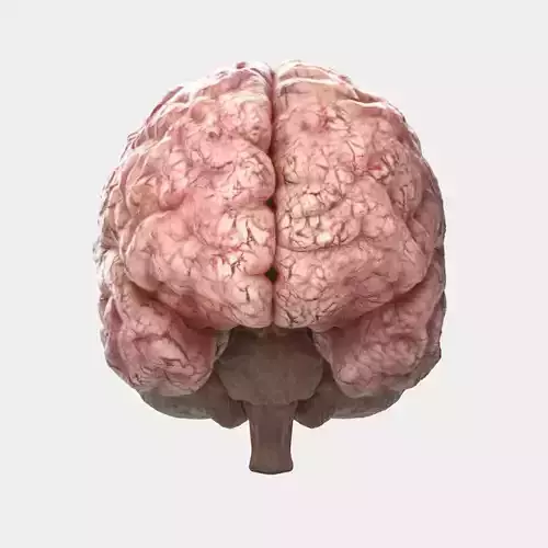 brain human