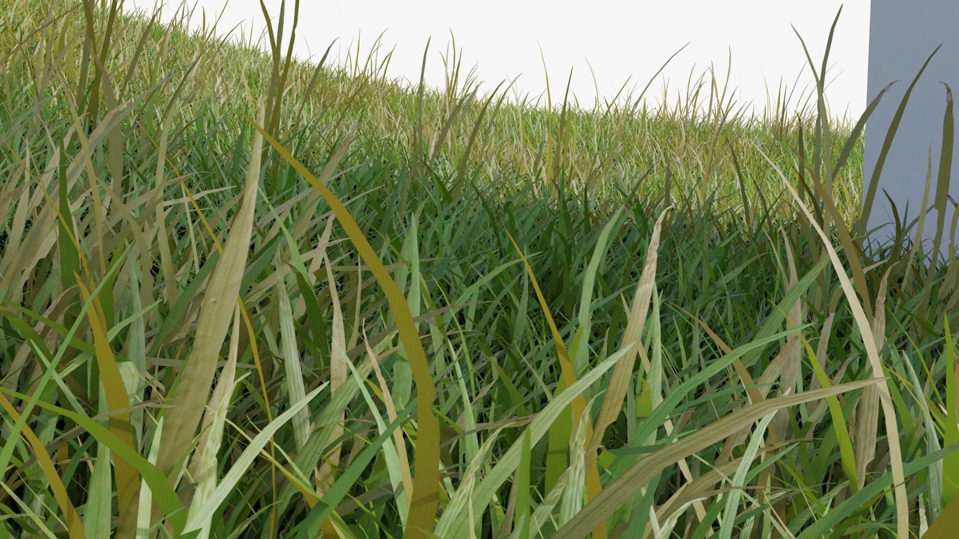 Grass Field 3D model_8