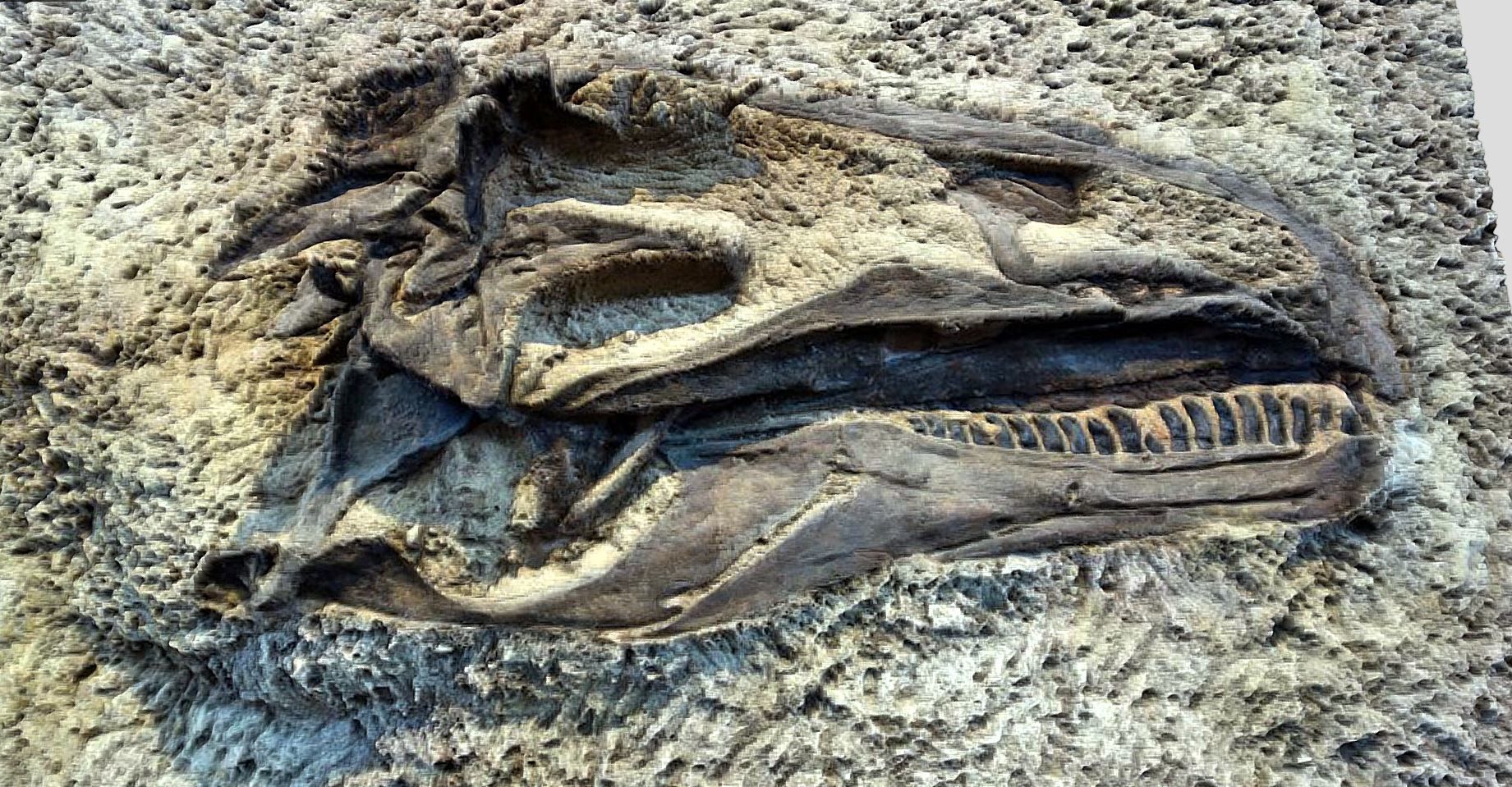 Tyrannosaurus Rex-fossil-dinosaur Low-poly 3D model_2