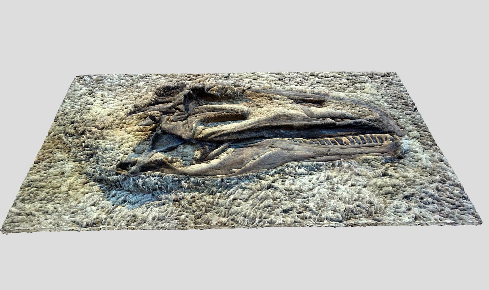 Tyrannosaurus Rex-fossil-dinosaur Low-poly 3D model_1