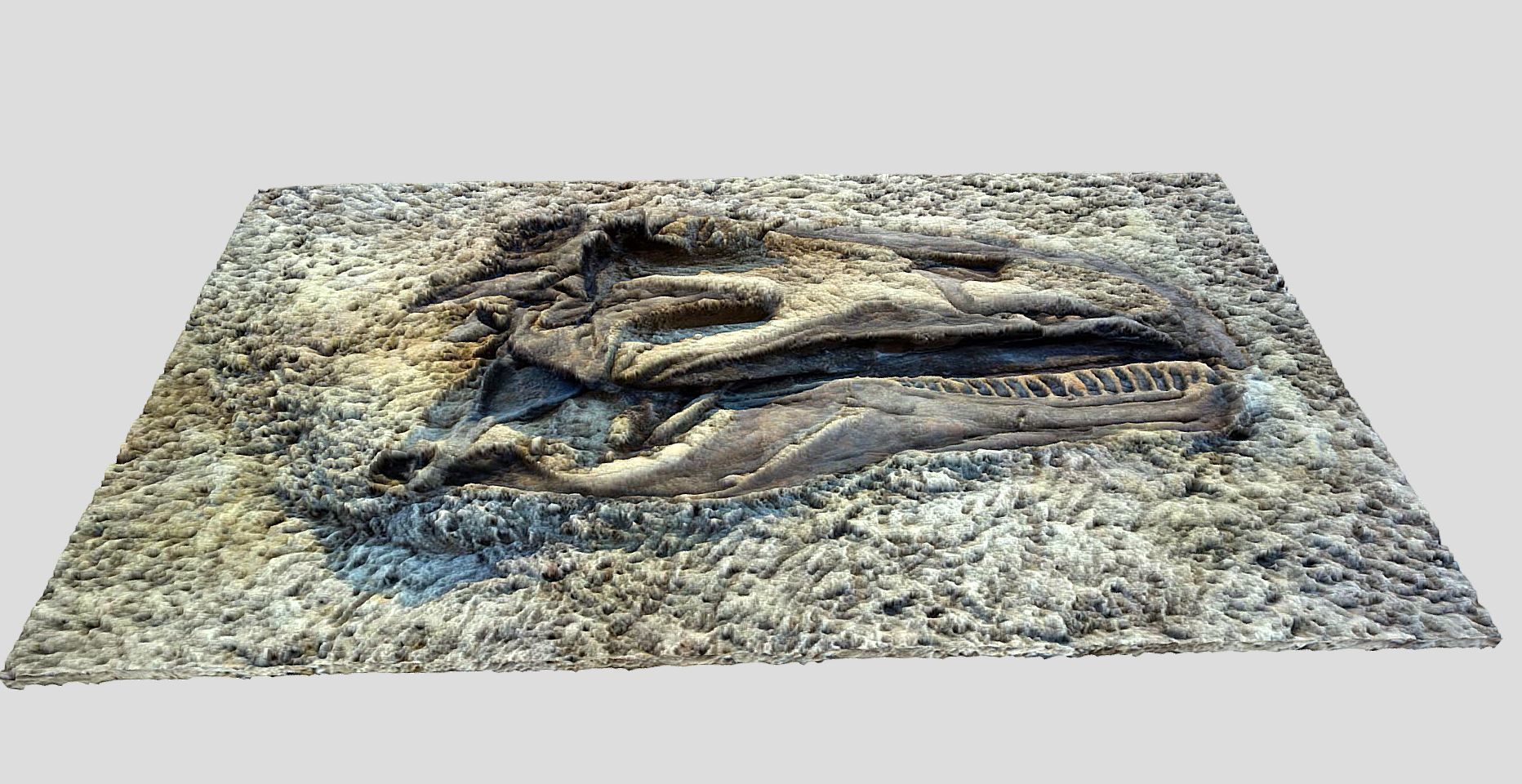 Tyrannosaurus Rex-fossil-dinosaur Low-poly 3D model_5