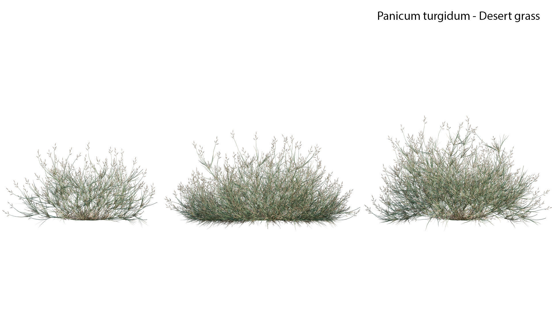 Panicum turgidum - Desert grass  3D model_2