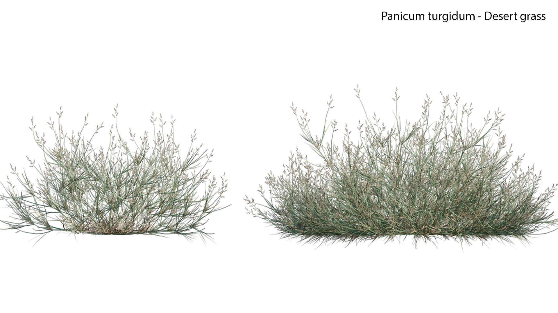 Panicum turgidum - Desert grass  3D model_3