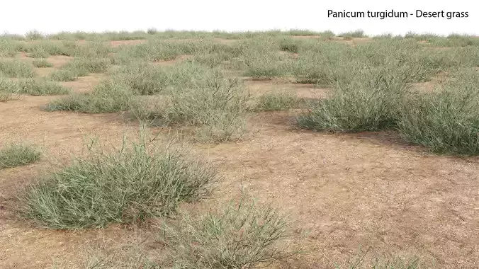 Panicum turgidum - Desert grass 