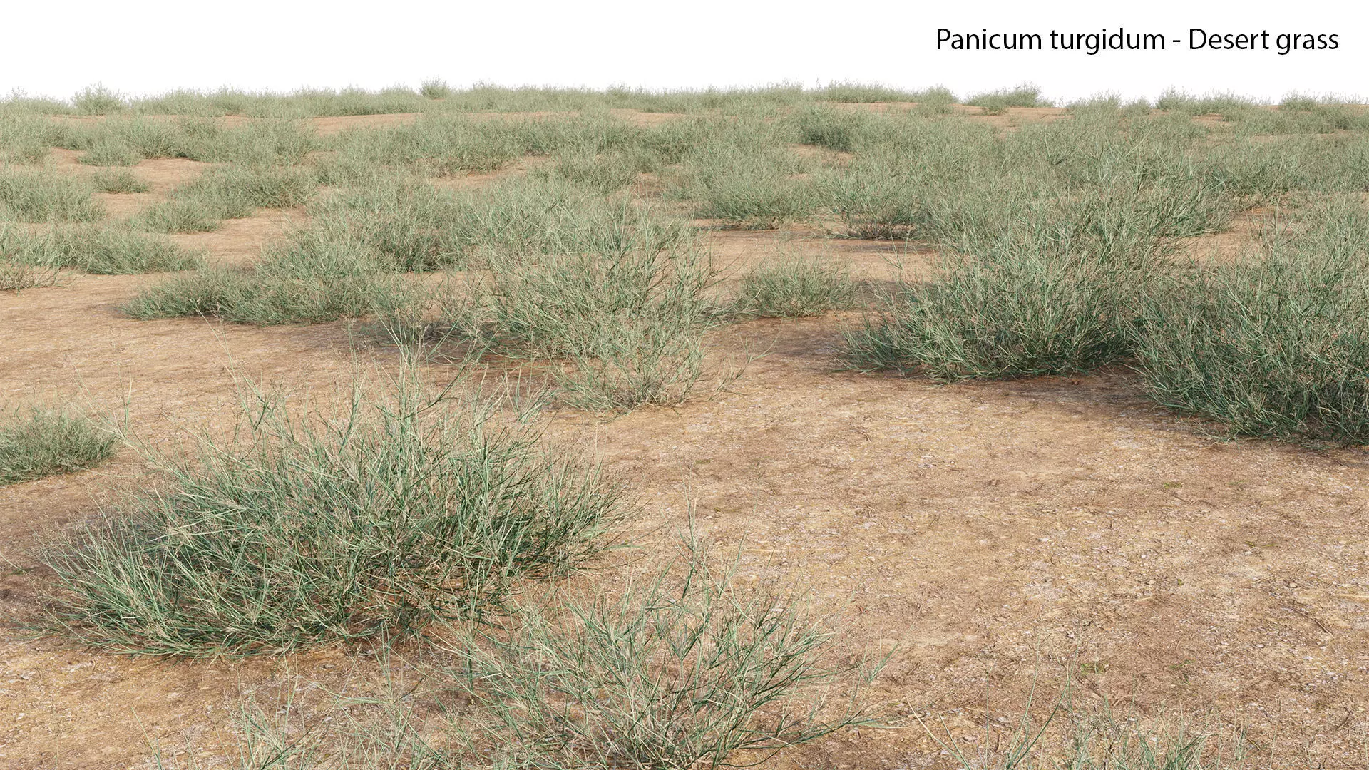 Panicum turgidum - Desert grass  3D model_0