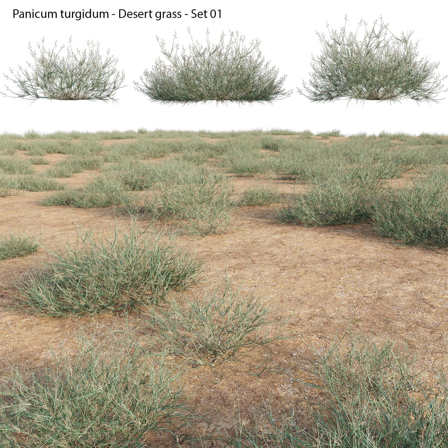 Panicum turgidum - Desert grass  3D model_6