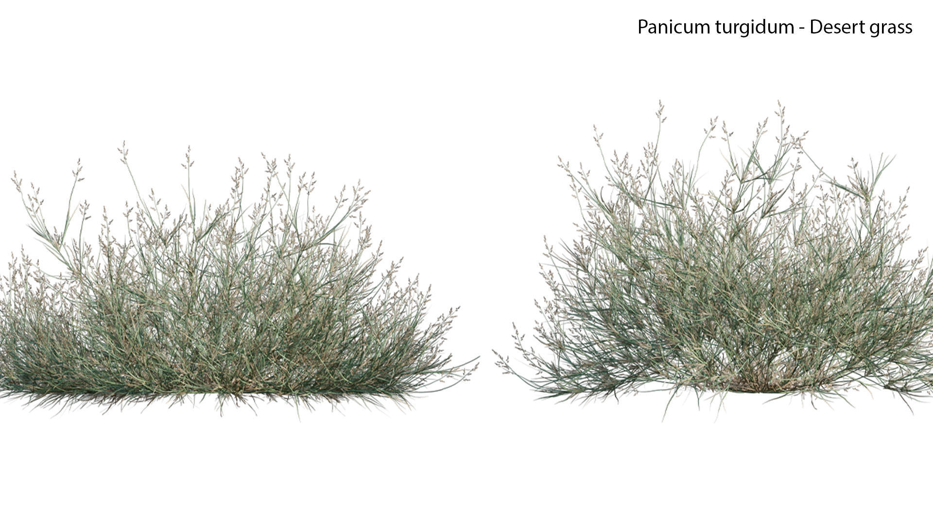 Panicum turgidum - Desert grass  3D model_4