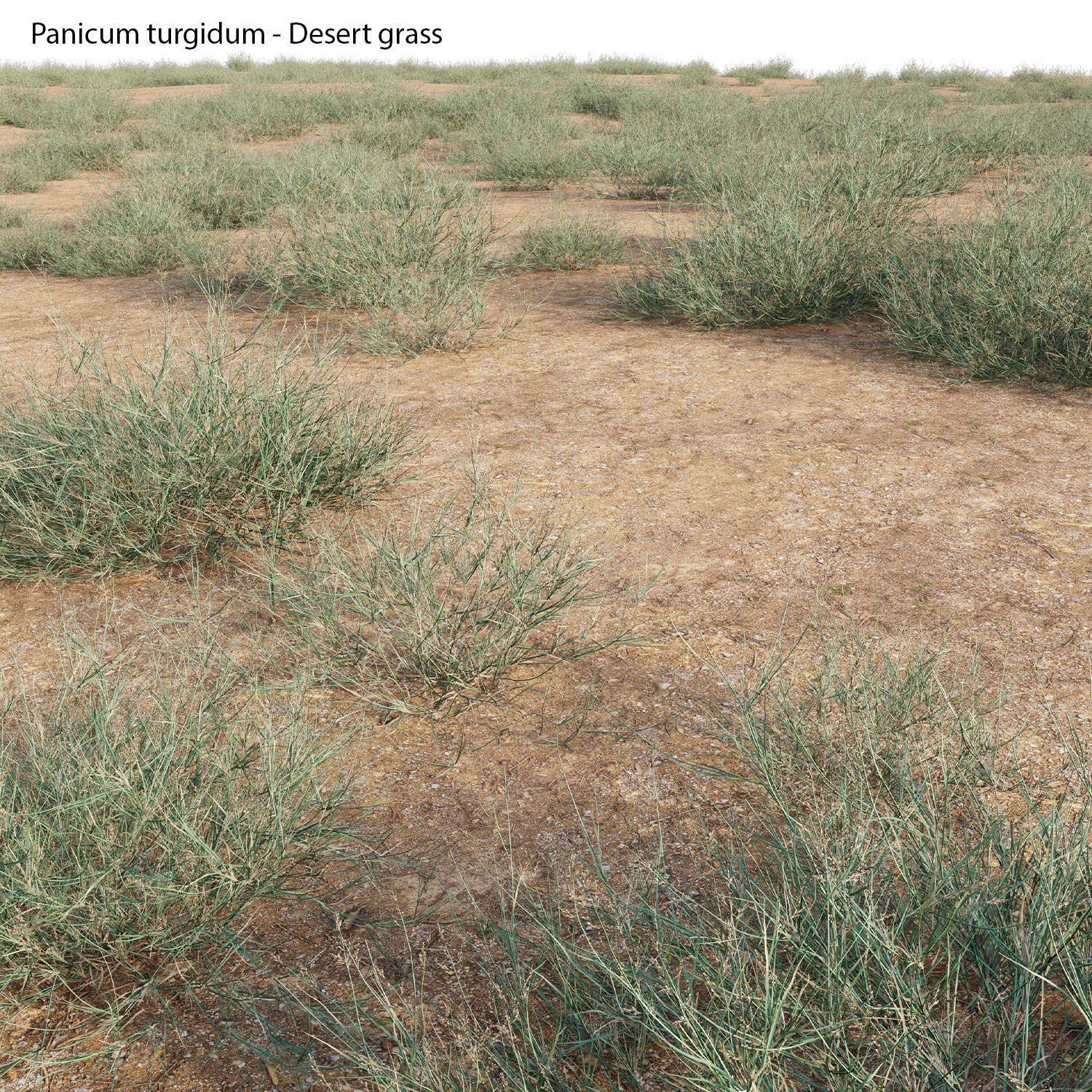 Panicum turgidum - Desert grass  3D model_1