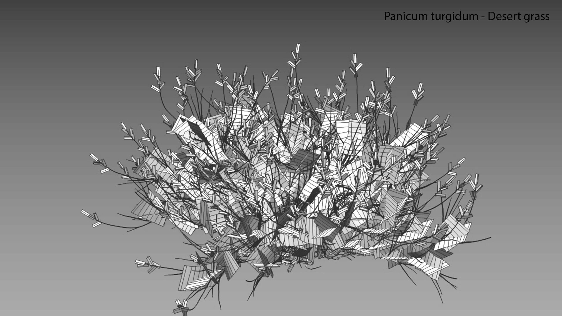 Panicum turgidum - Desert grass  3D model_7