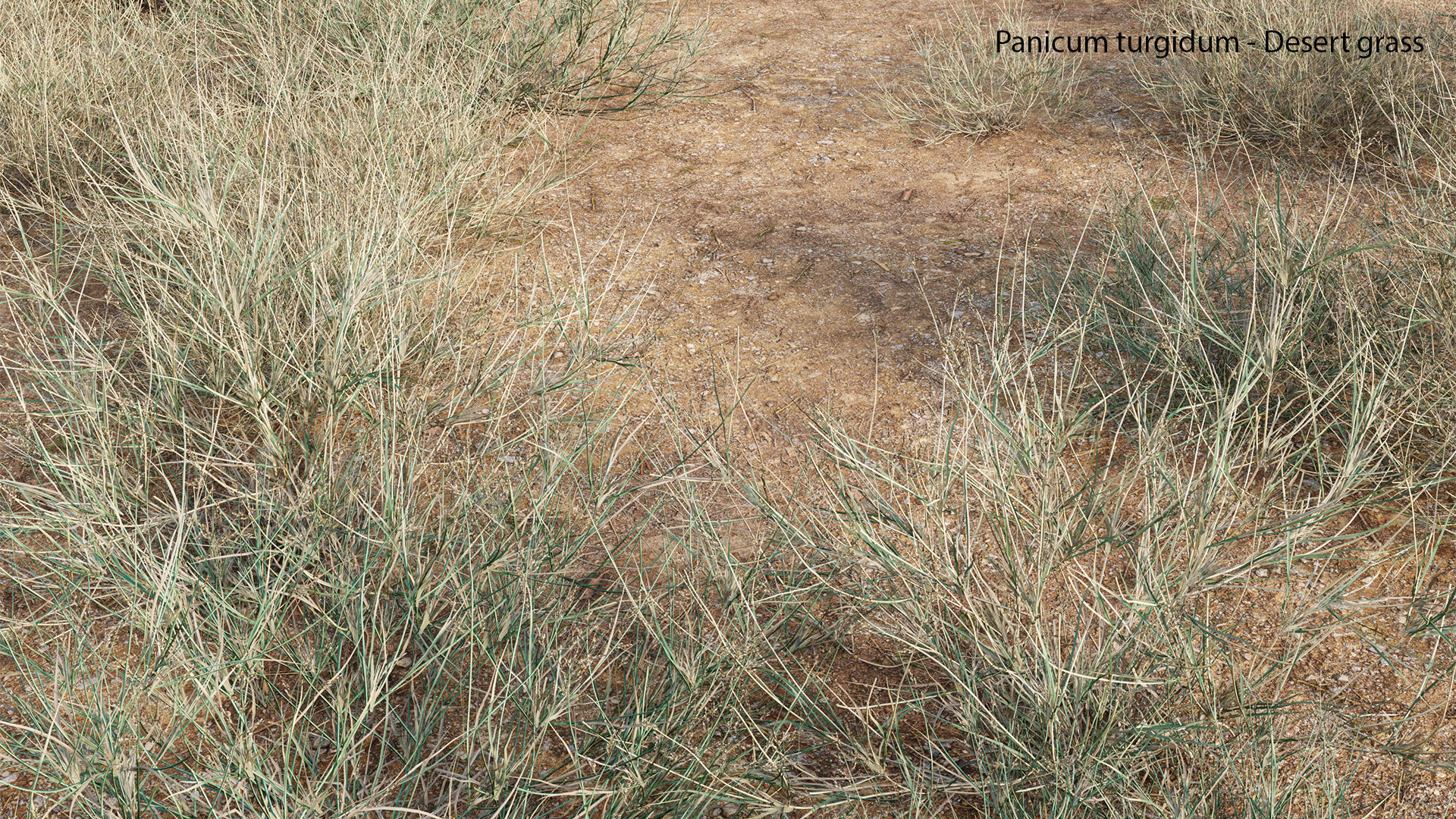 Panicum turgidum - Desert grass - 02 3D model_5