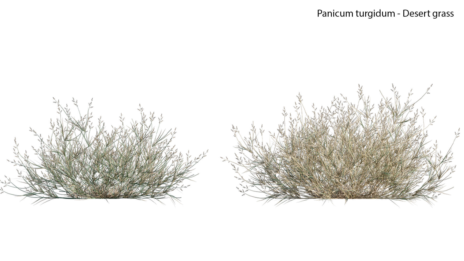 Panicum turgidum - Desert grass - 02 3D model_2