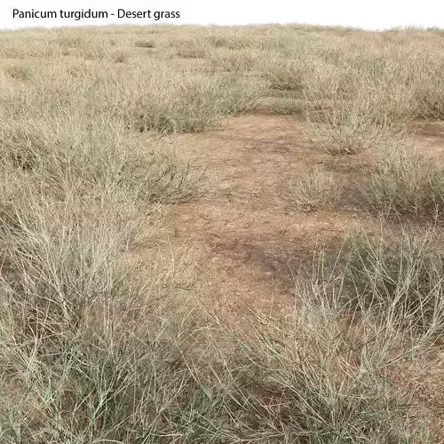 Panicum turgidum - Desert grass - 02