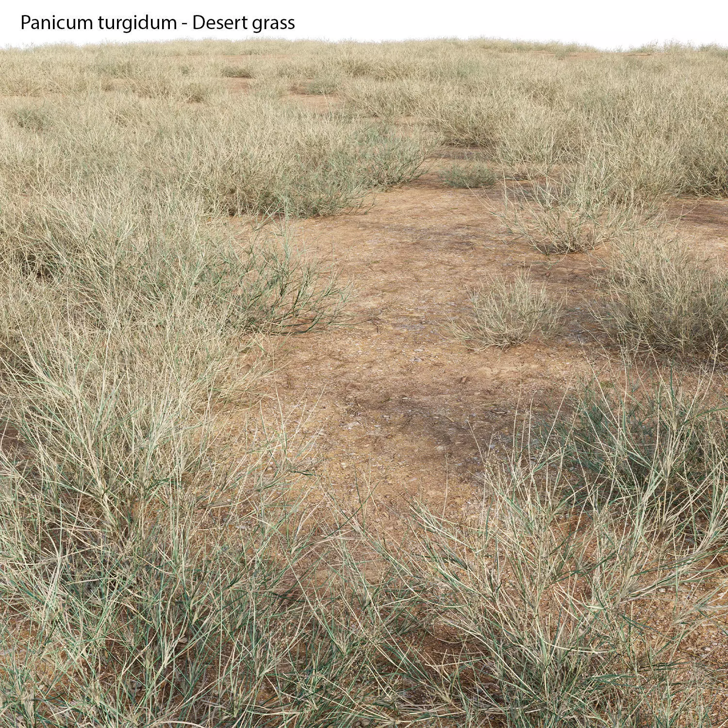 Panicum turgidum - Desert grass - 02 3D model_0