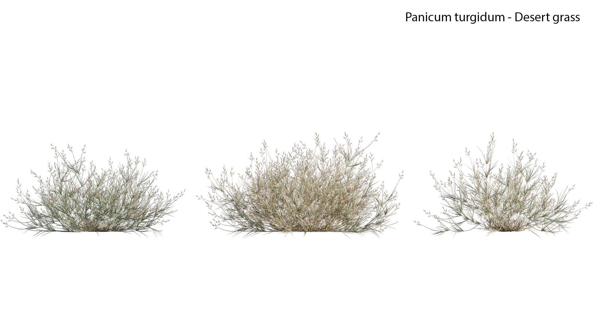 Panicum turgidum - Desert grass - 02 3D model_1