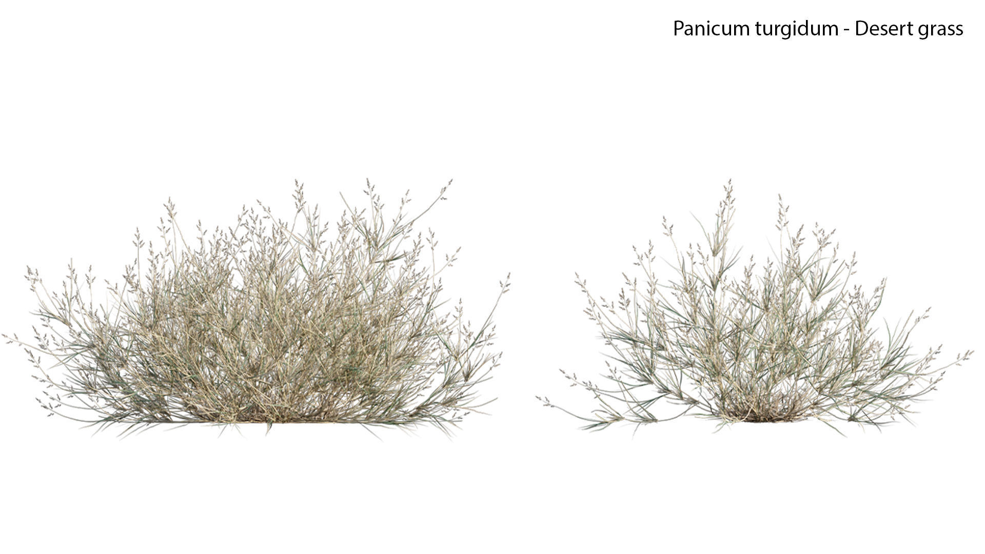 Panicum turgidum - Desert grass - 02 3D model_3