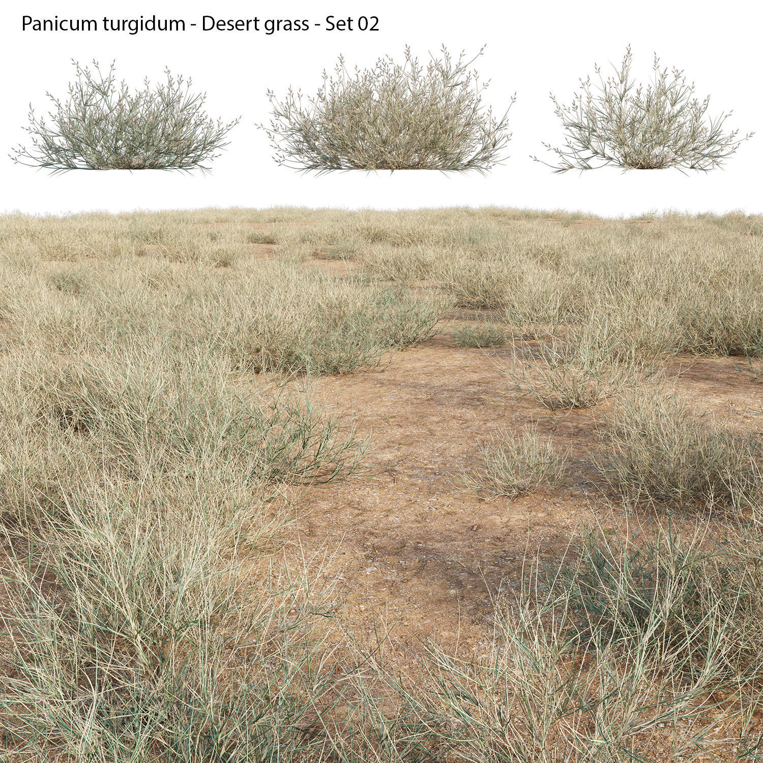 Panicum turgidum - Desert grass - 02 3D model_6