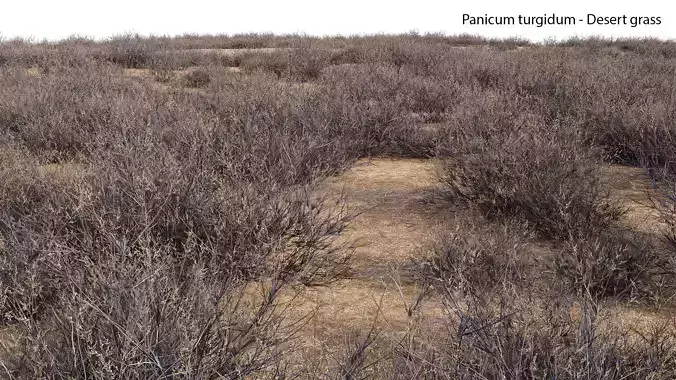 Panicum turgidum - Desert grass - 03