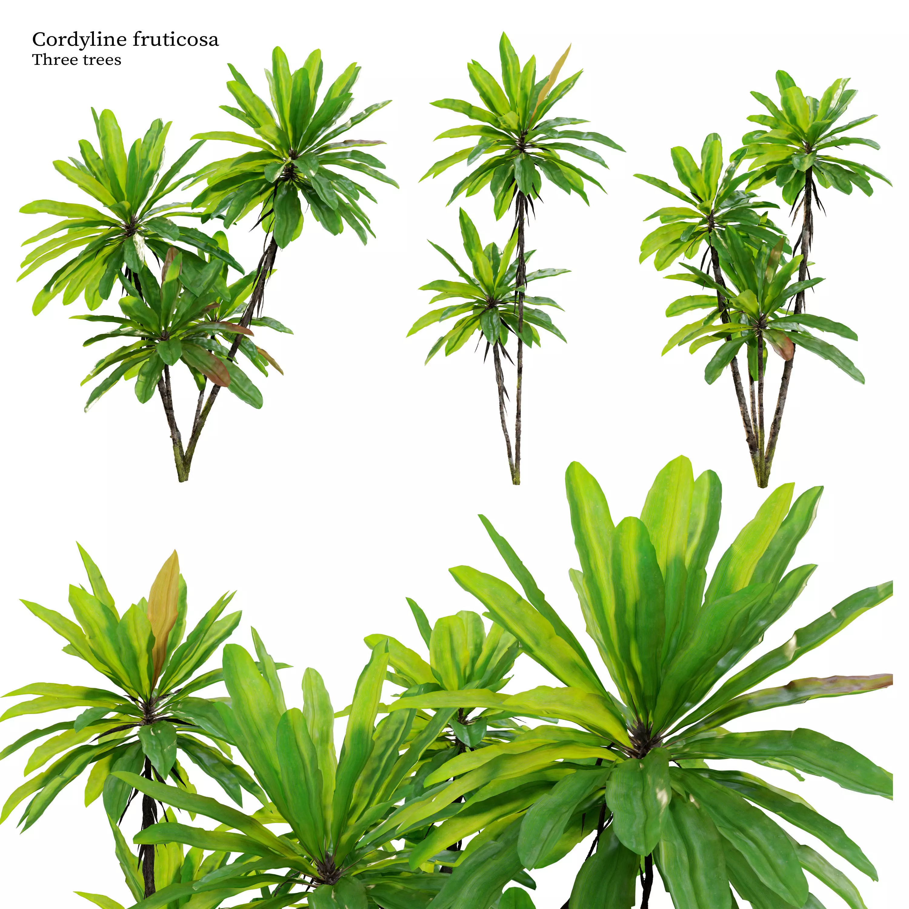 Cordyline fruticosa 3D model