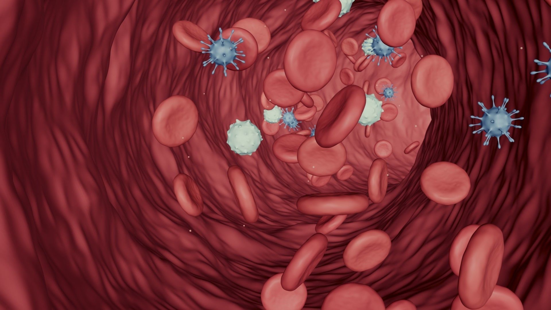 Blood Flow - Stream Animation 3D model_2