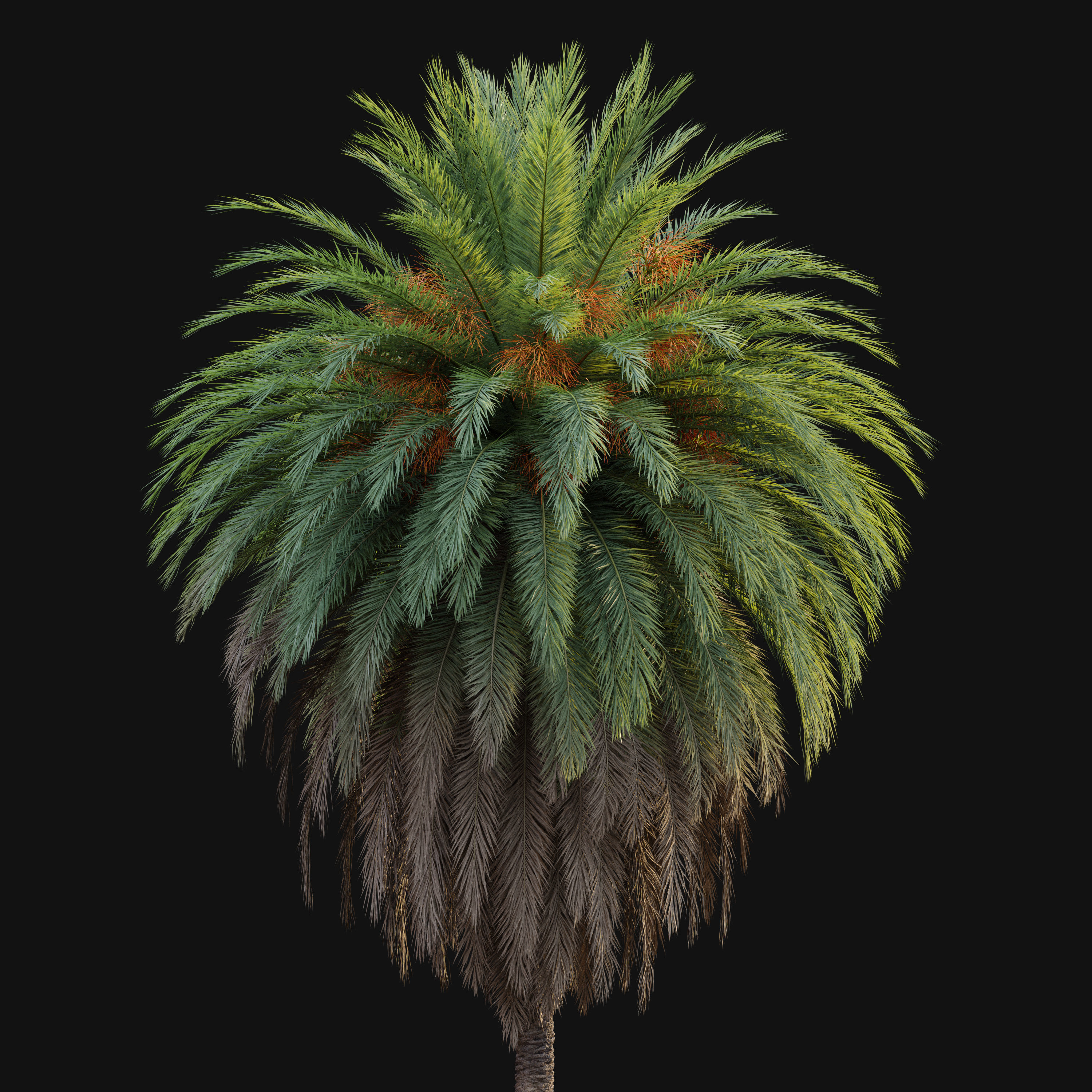Phoenix Canariensis 03 3D model_3
