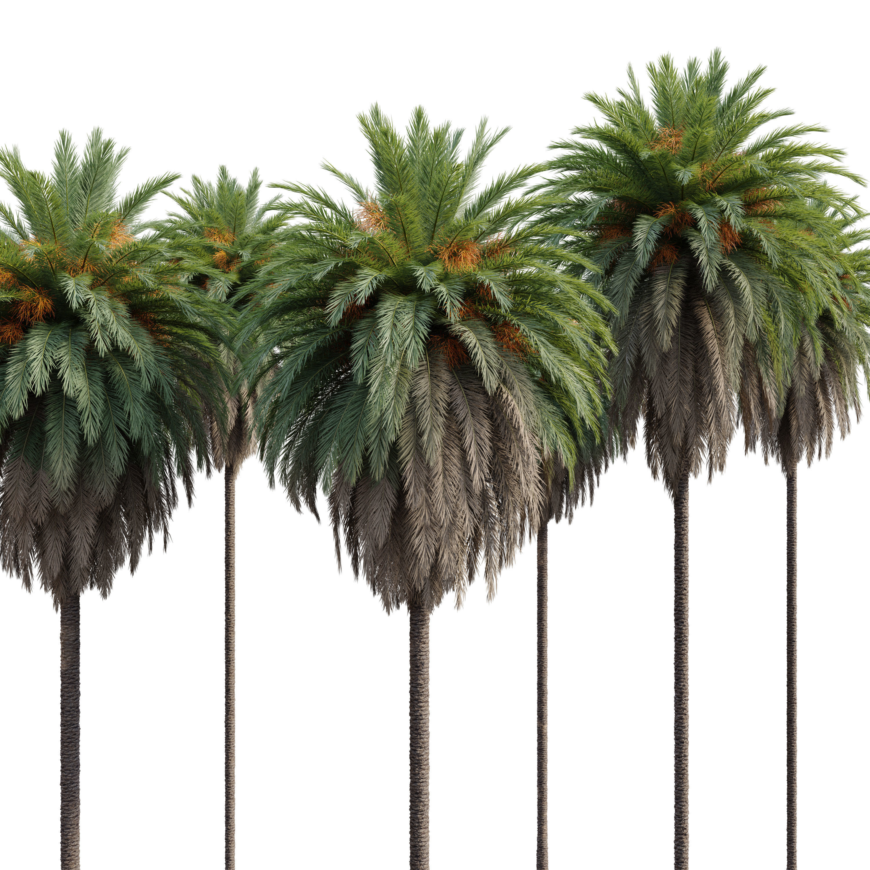 Phoenix Canariensis 03 3D model_1