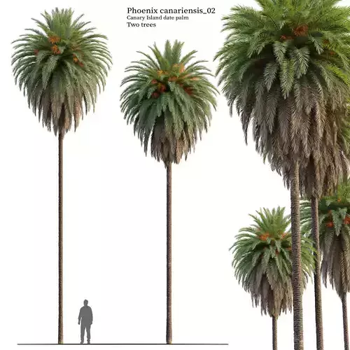 Phoenix Canariensis 03 3D model