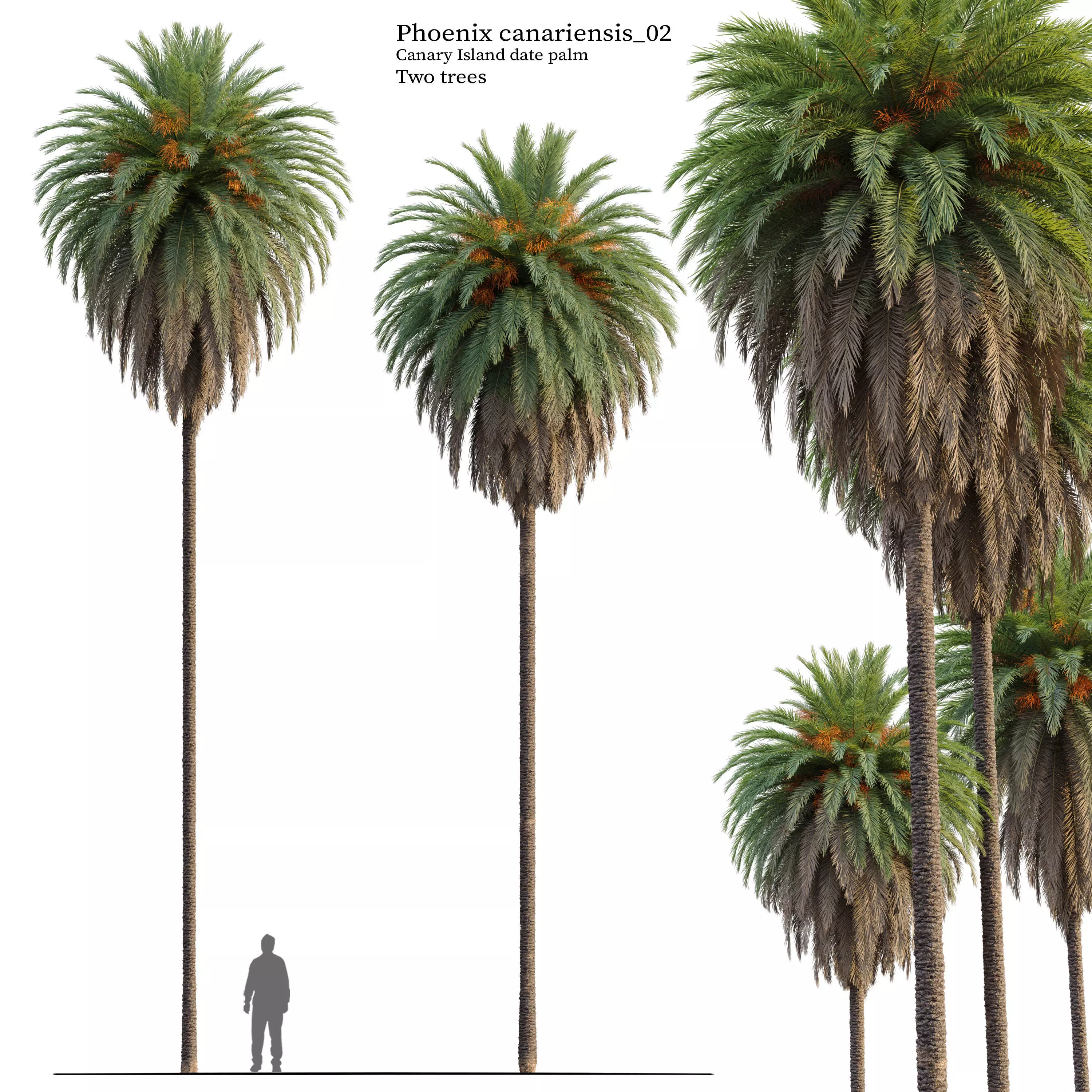 Phoenix Canariensis 03 3D model_0