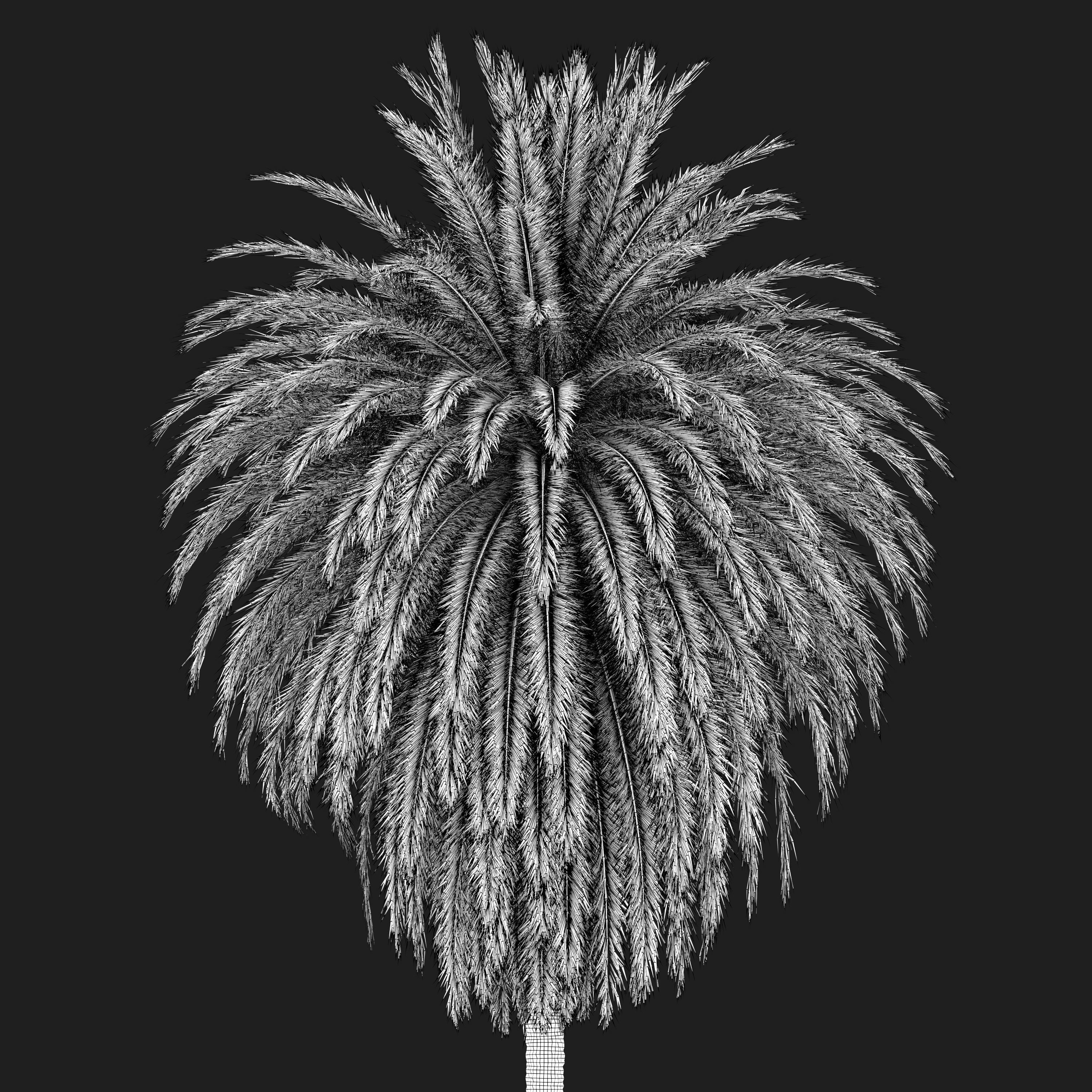 Phoenix Canariensis 03 3D model_4