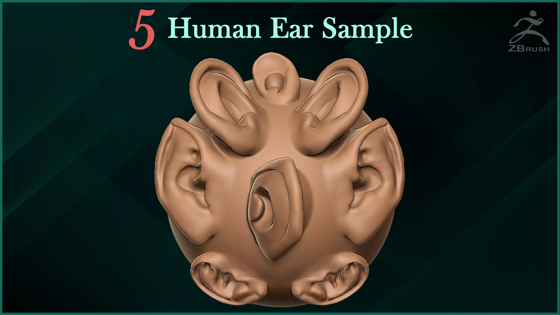 5 Human Ear VDM Brush Sample Free 3D model