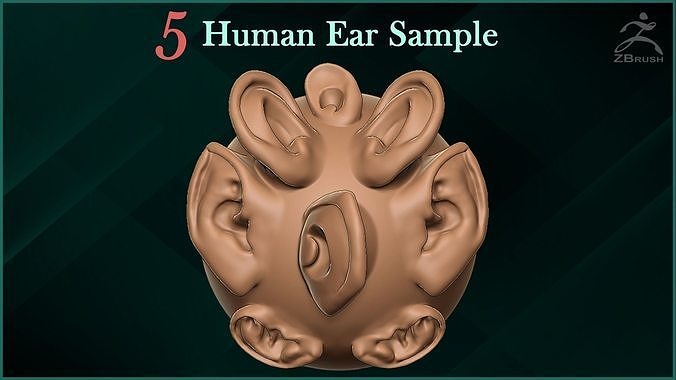 5 Human Ear VDM Brush Sample Free 3D model