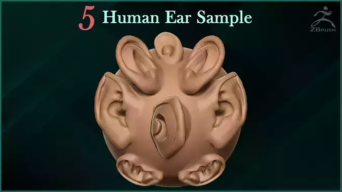 5 Human Ear VDM Brush Sample