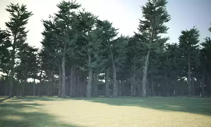 Conifer Forest 3d exterior  scene Low-poly 3D model