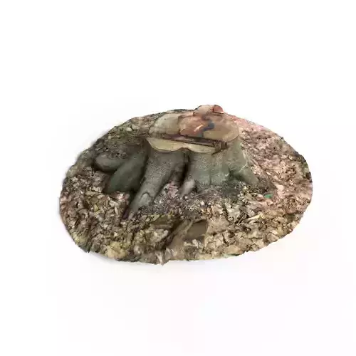 Forest Tree Stump 4K -Part 8- 