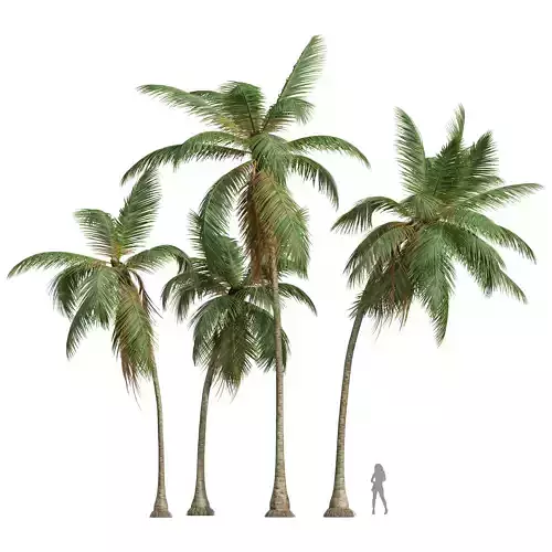 New Plant High detail Cocos Nucifera Medium 3D model