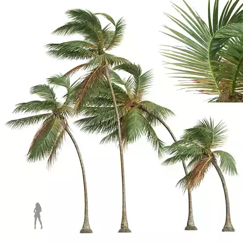 New Plant High detail Cocos Nucifera Medium Windy 3D model
