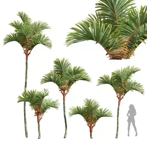 New Plant High detail Cyrtostachys Renda Small 3D model