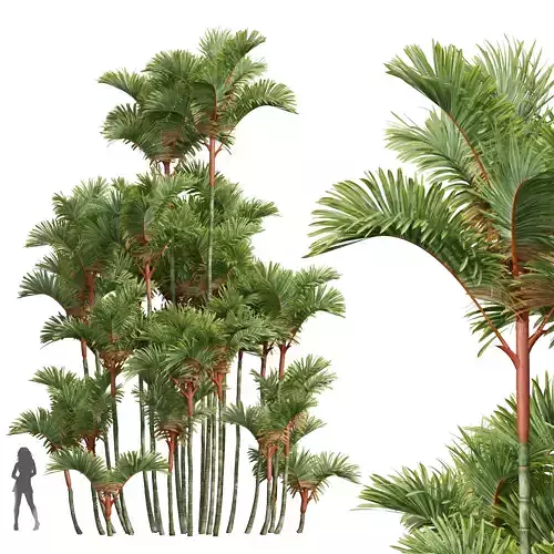 New Plant High detail Cyrtostachys Renda02 3D model