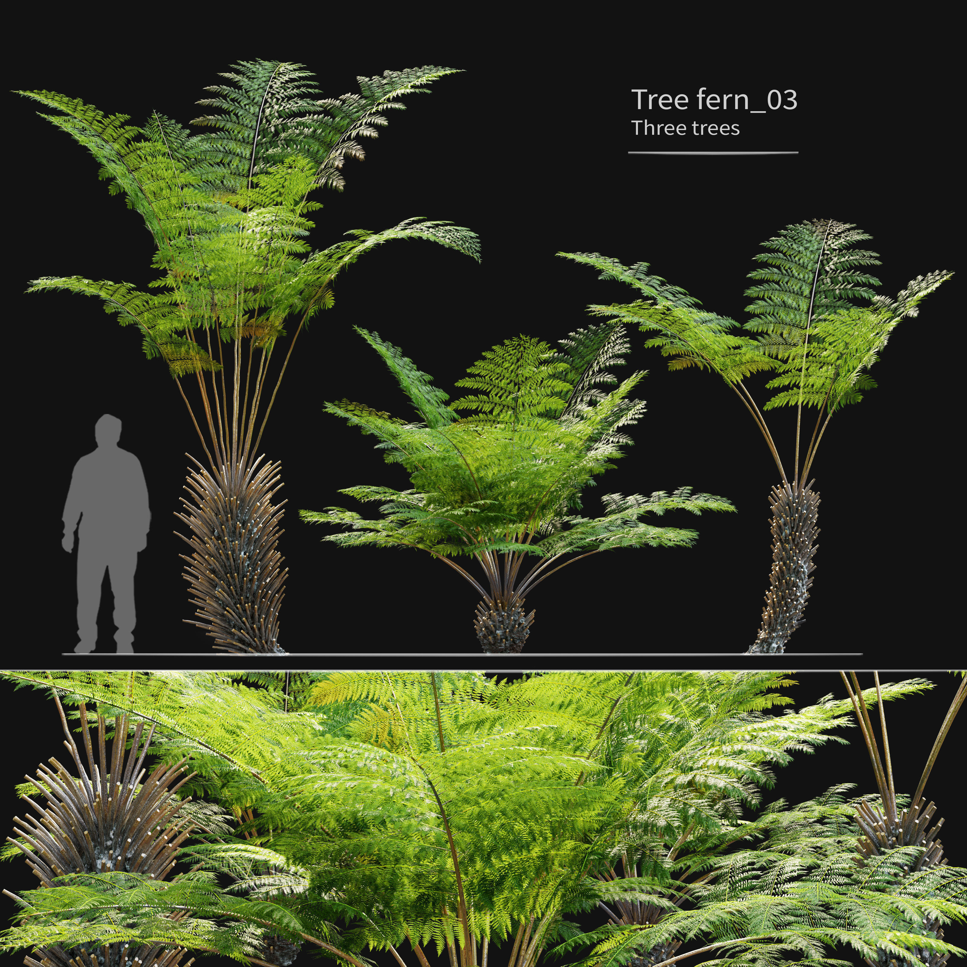 Tree fern 03 3D model_1