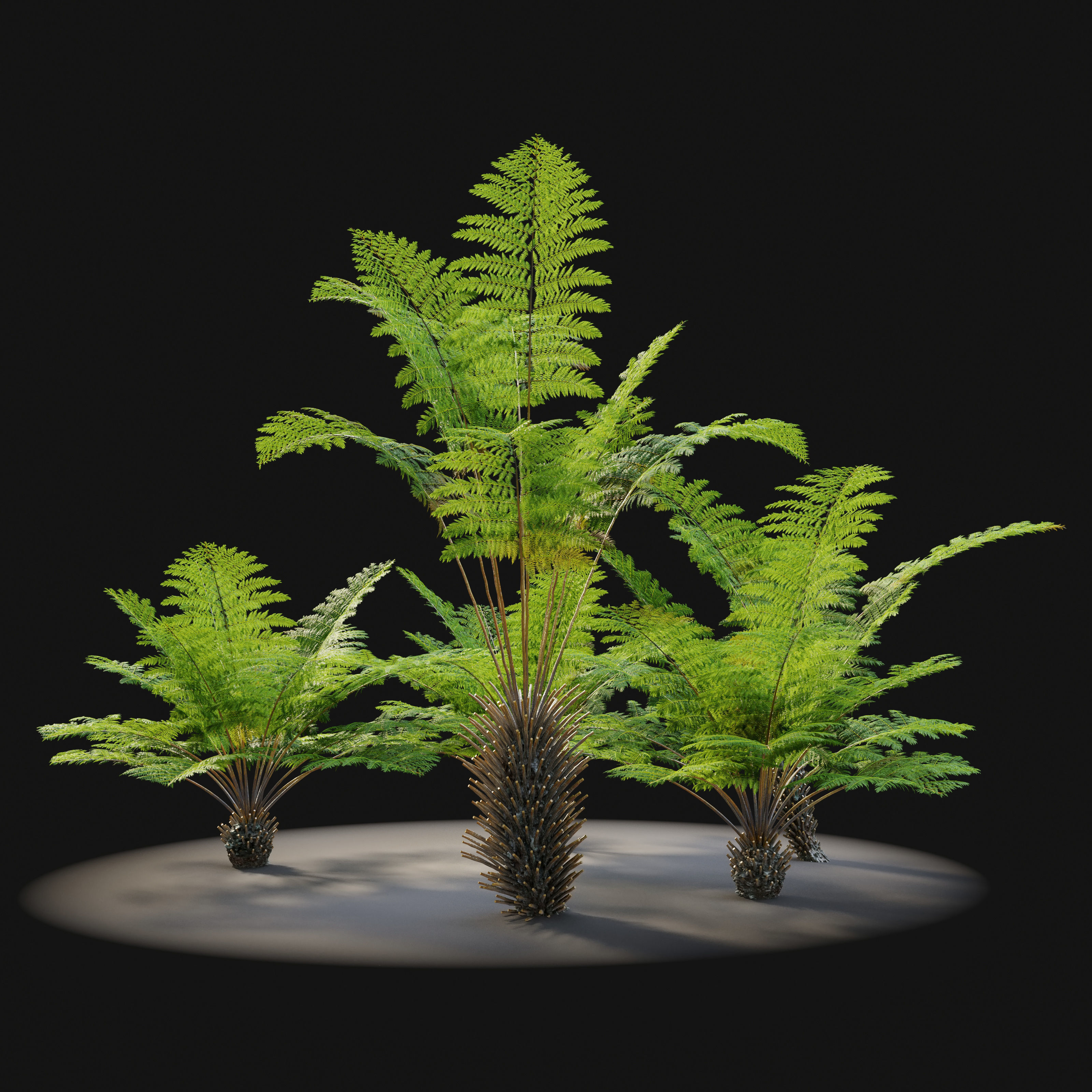 Tree fern 03 3D model_2