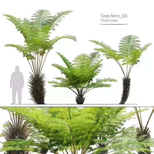 Tree fern 03 3D model
