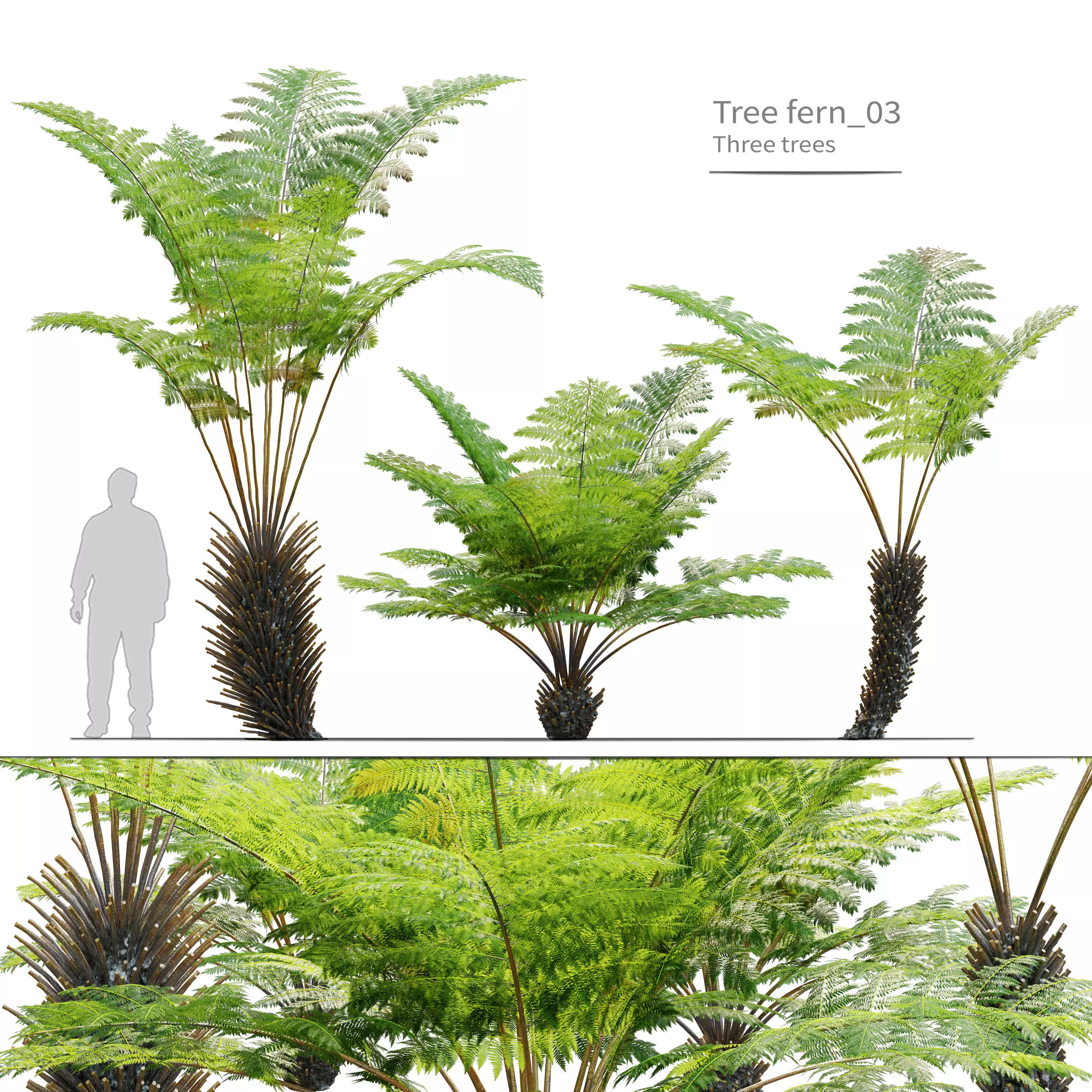 Tree fern 03 3D model_0