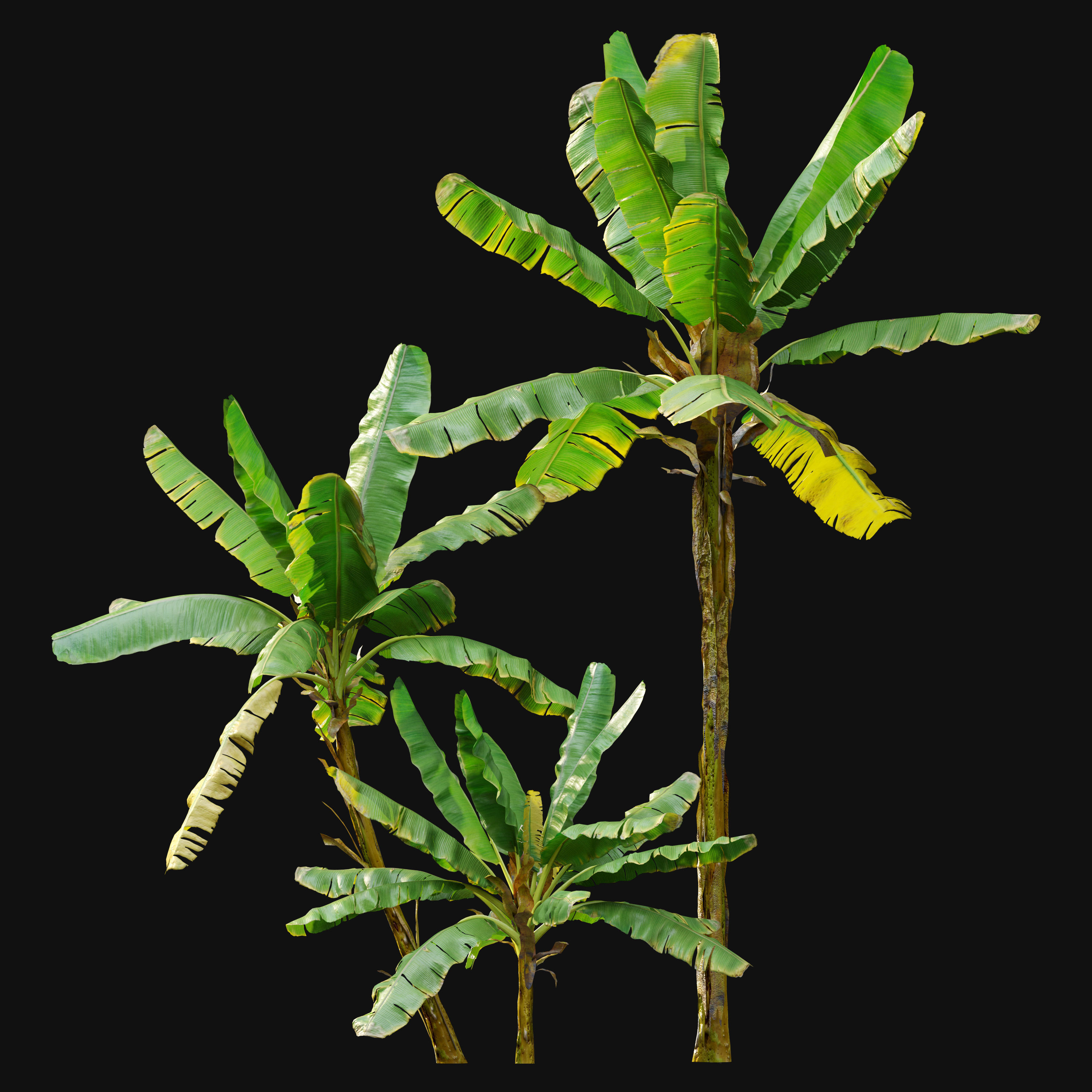 Banana Tree 3D model_1