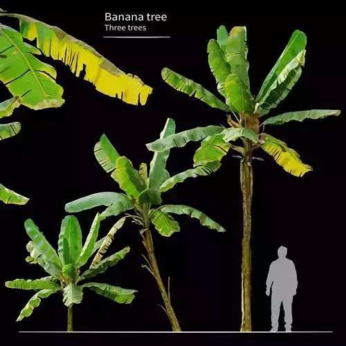 Banana Tree 3D model