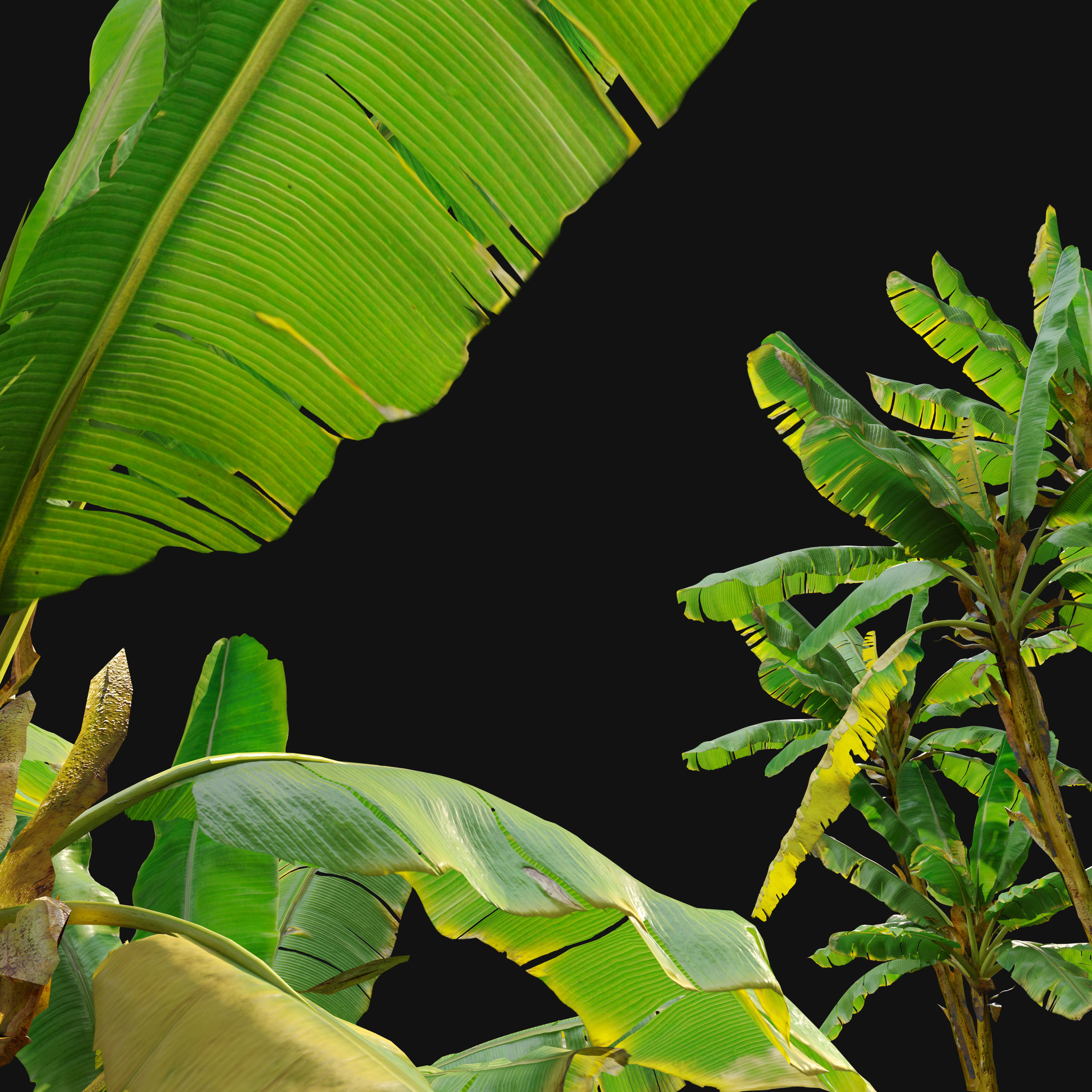 Banana Tree 3D model_3