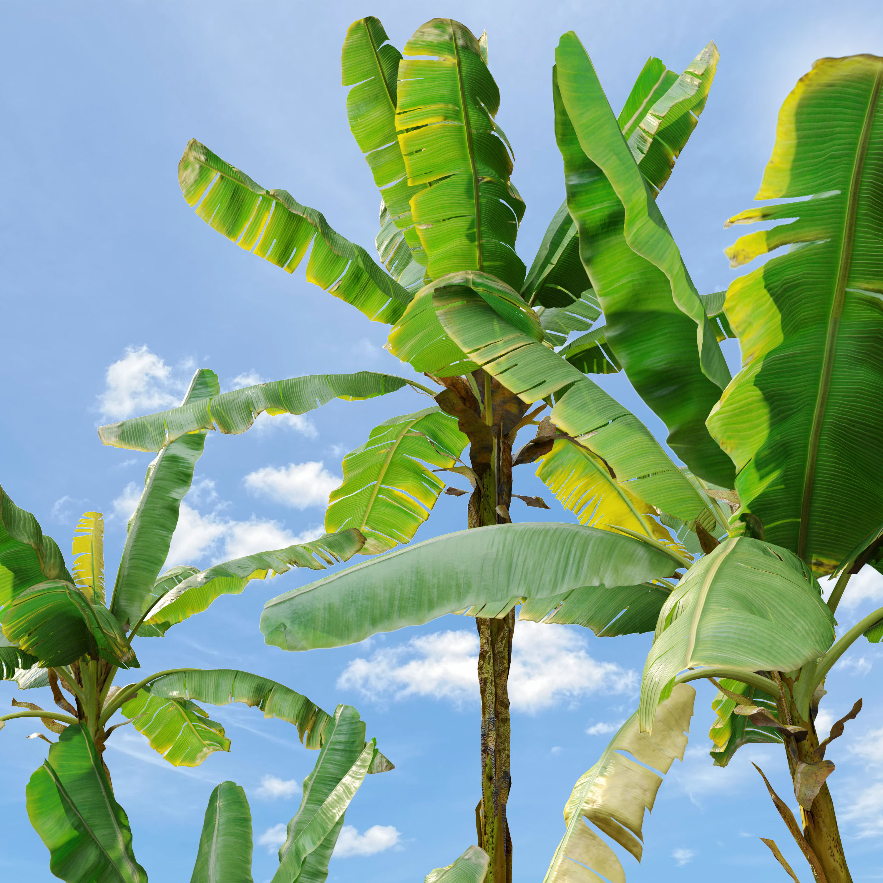 Banana Tree 3D model_2