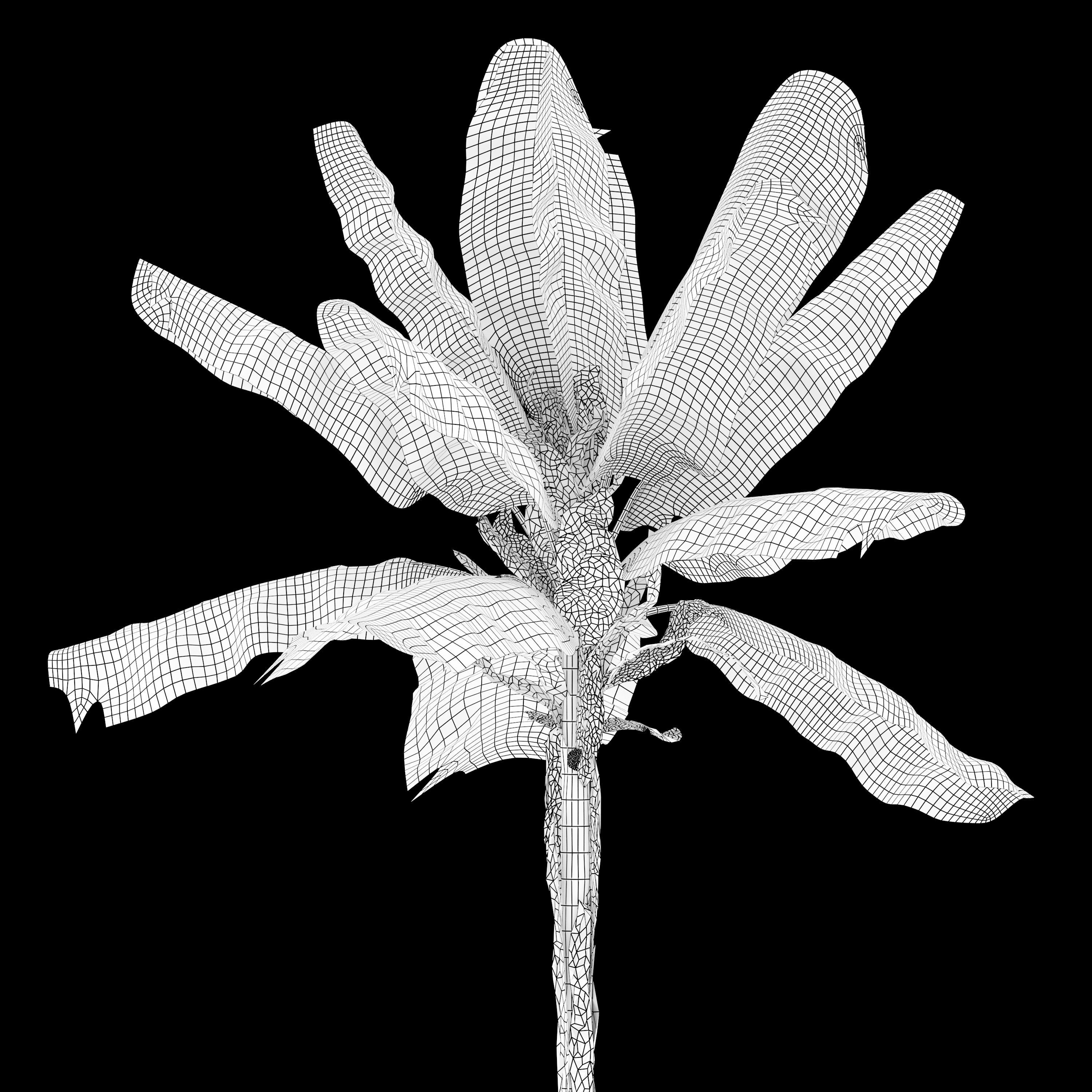 Banana Tree 3D model_4